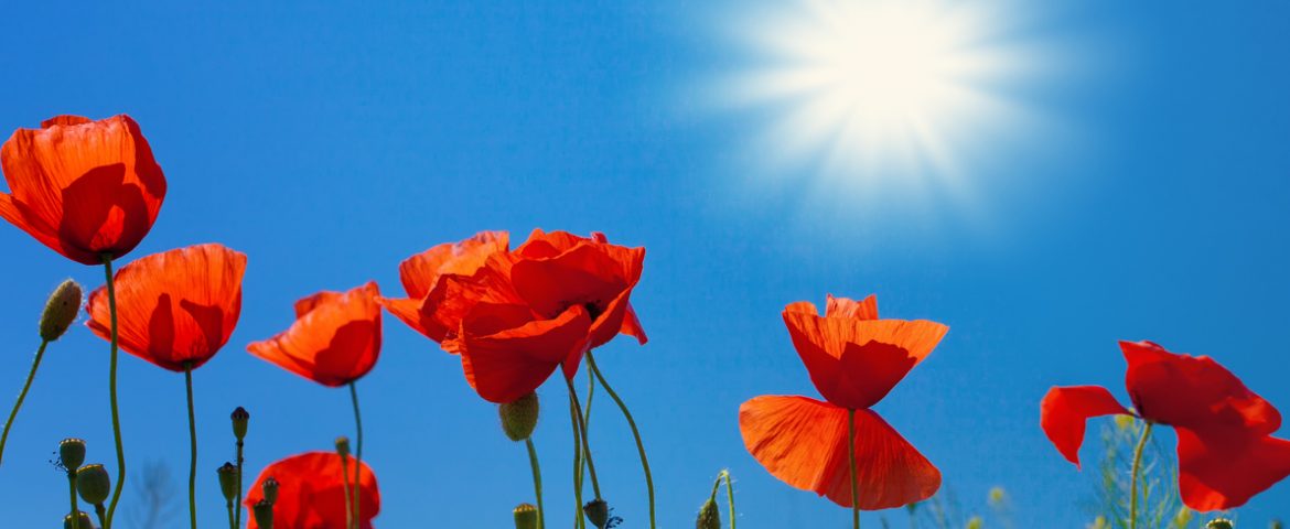 How Much Money Can Switching to Solar Power Save You?